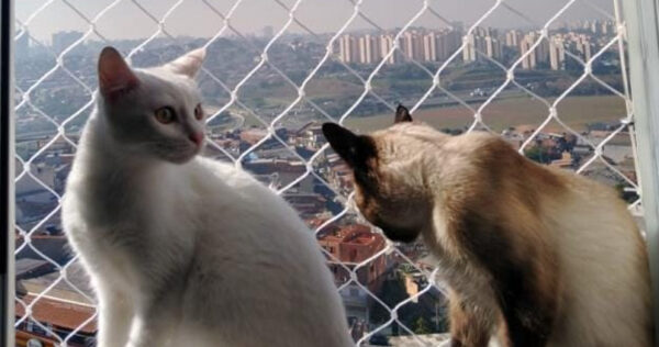 img-rede-de-protecao-para-gatos